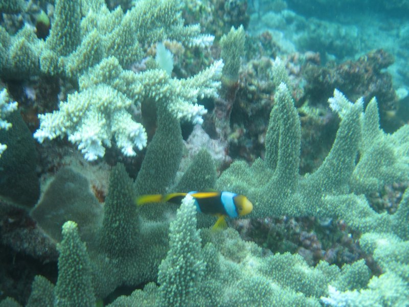 nemo in the coral during snorkelling Seaspray sailing trip