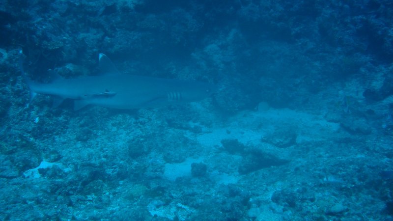 white tip shark sharkdive Fiji