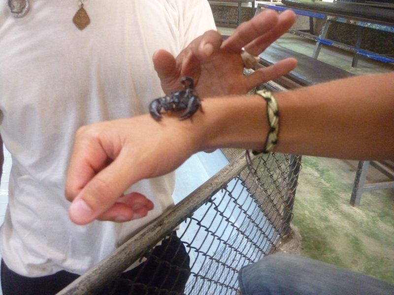 black scorpion on my hand Samui Snake Farm Ko Samui