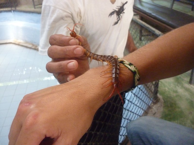 centepede on my arm at Samui Snake Farm Ko Samui
