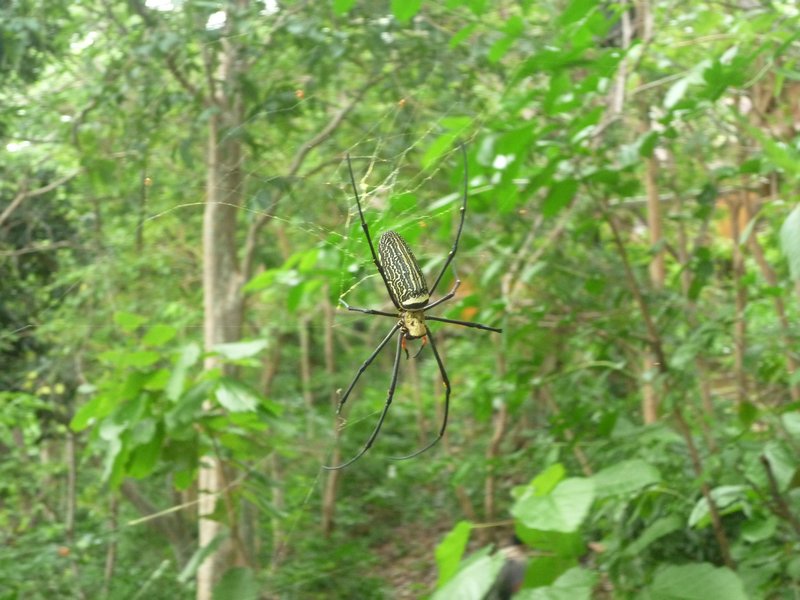 giant spider Ko Phi Phi Don