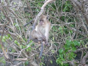 monkey in a tree on Monkey Beach Ko Phi Phi Ley