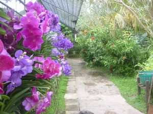orchid farm Chiang Mai