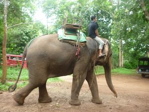 our elephant and elephant-trainer in Chiang Mai