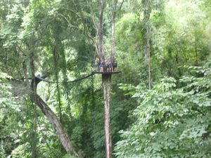 platform in the jungle Flight of the Gibbon Chiang Mai