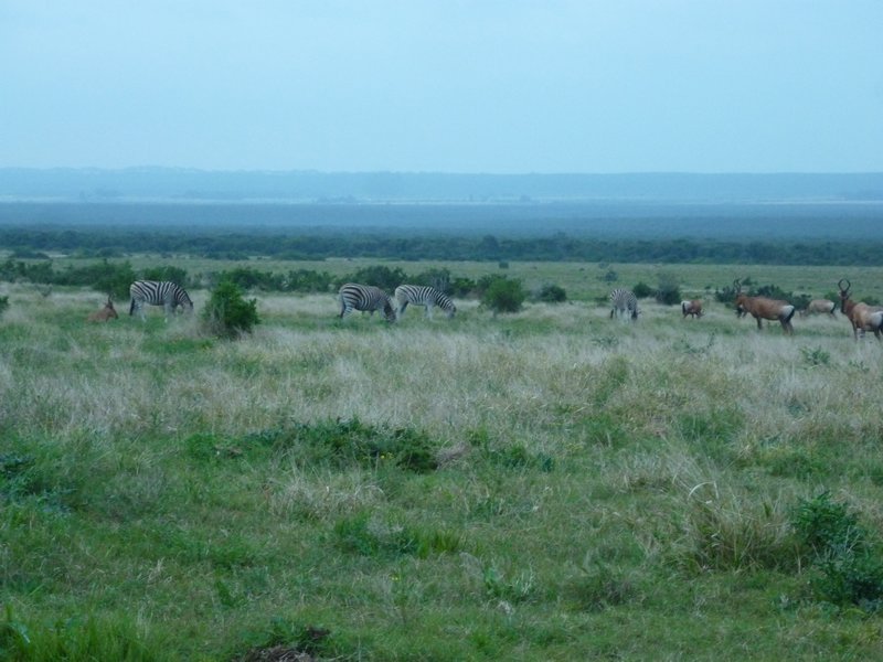 Burchells Zebra and Red Hartebeest in Addo Elephant Park