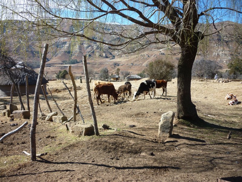 cows in Lesotho