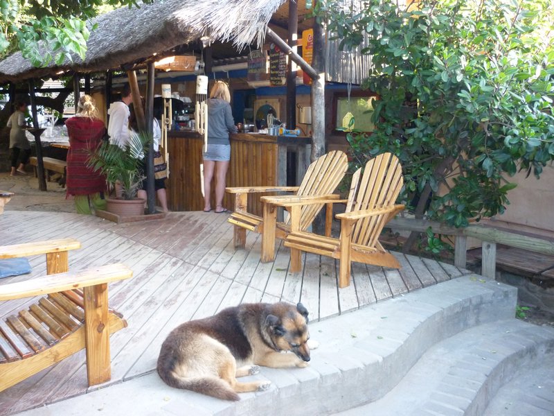 dog and the bar Coffee Shack Coffee Bay