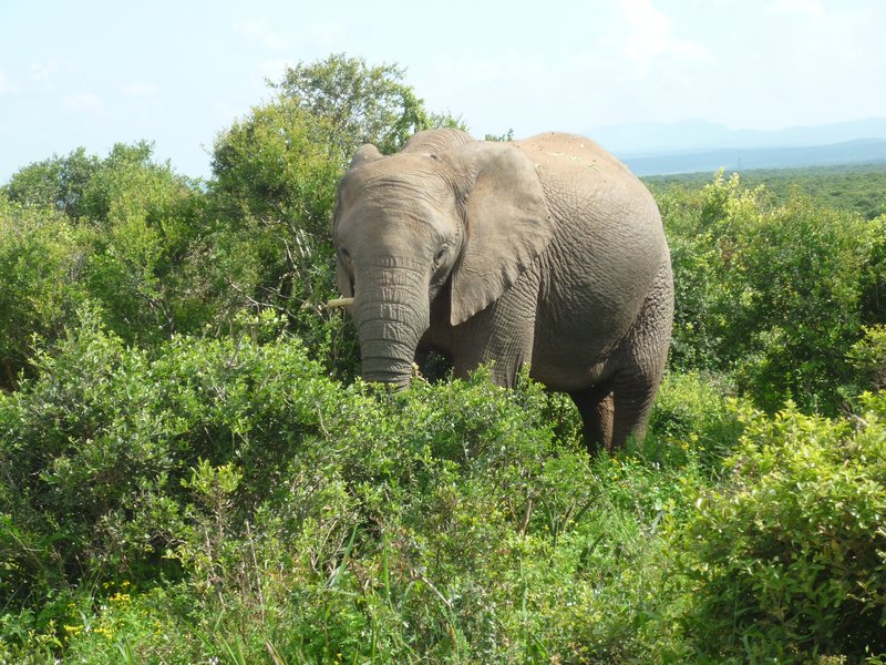 elephant Addo Elephant Park