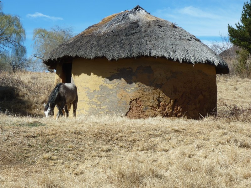 horse in front of a house Lesotho