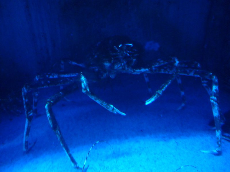 spider crab uSkaha Seaworld Durban