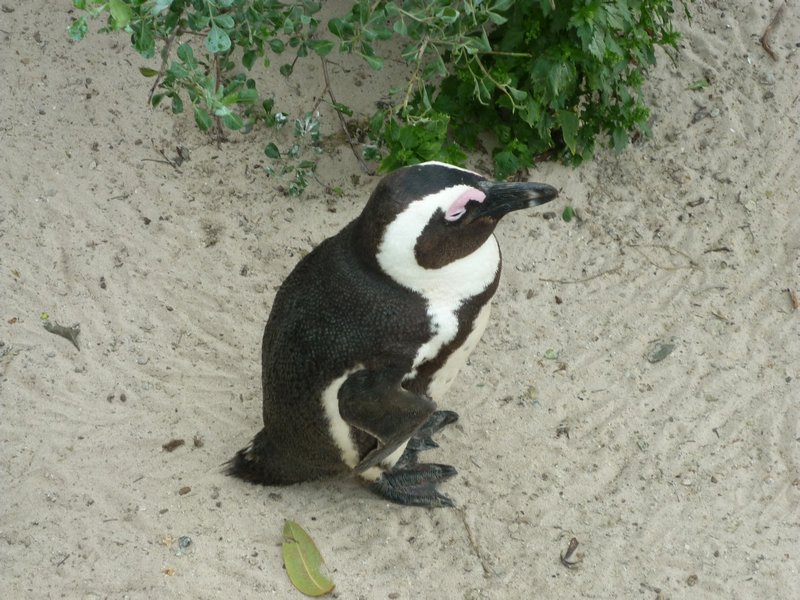 African Penguin Boulders Beach Penguin Colony Simons Town