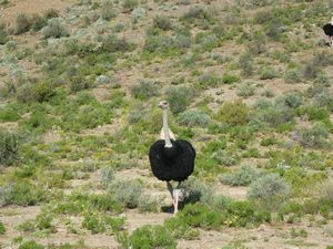 ostrich in the wild Oudtshoorn
