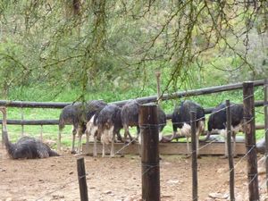 ostriches eating at Cango Ostriches Farm Oudtshoorn
