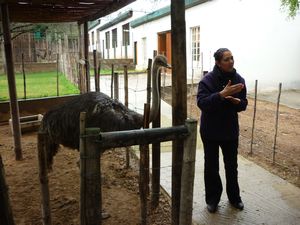 our guide explaining about ostriches at Cango Ostrich Farm Oudtshoorn