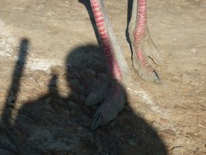 toes of an ostrich Oudtshoorn