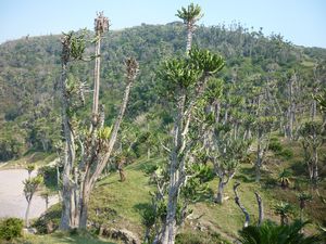 Ufobia trees Coffee Bay