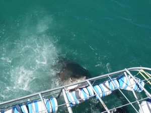white shark attacking our cage Gansbaai