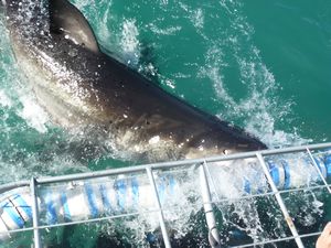 white shark attacks cage Gansbaai