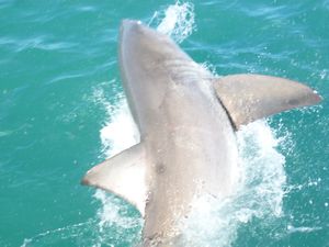 white shark breaching Gansbaai