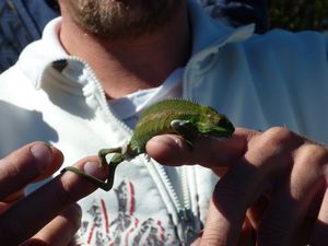 our guide holding a cameleon Fairview Paarl