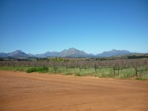 vineyards Simonsig Stellenbosch