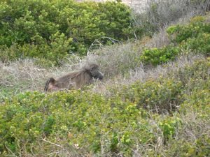 baboon in Cape Point Nature Reserve