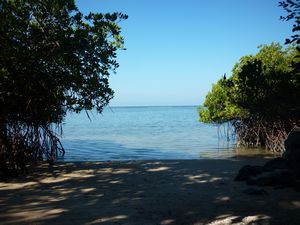 mangroves and shadow Baluran National Park