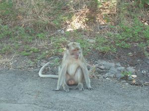 monkey at Baluran National Park