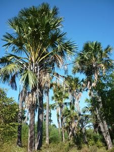 palm trees Baluran National Park