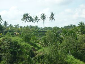 rice terraces and palm trees Ubud