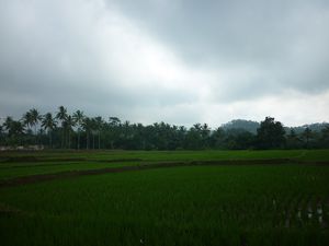 rice terraces Ijen Plateau