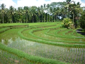 rice terraces Ubud