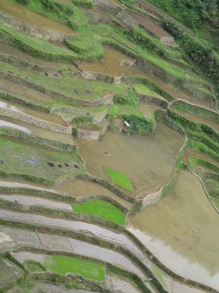More rice terraces