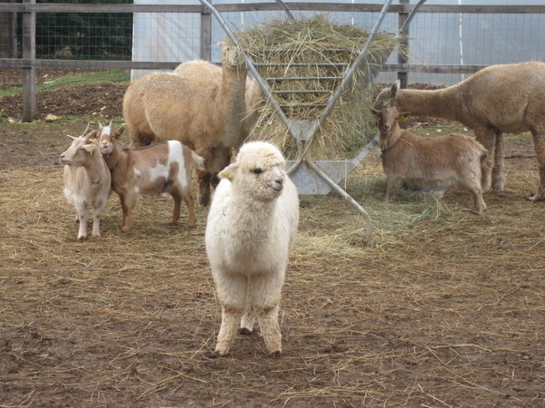 Toby - such a cutie