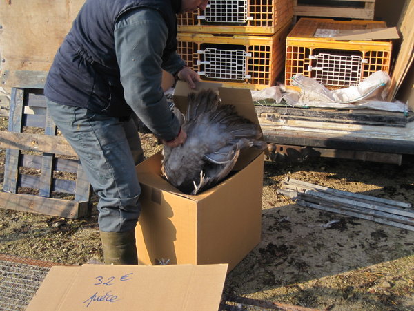 this is one of the turkeys Maria bought being put in a box for transport home!!!