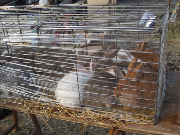 at least the owner put clingfilm around the cage to keep them warm, eh.....