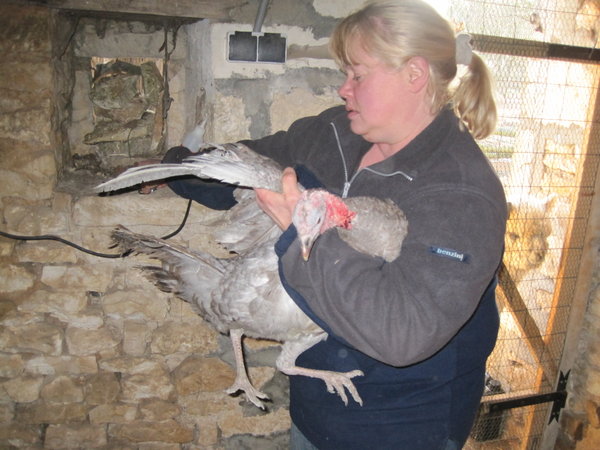 Maria clipping the turkeys wings 