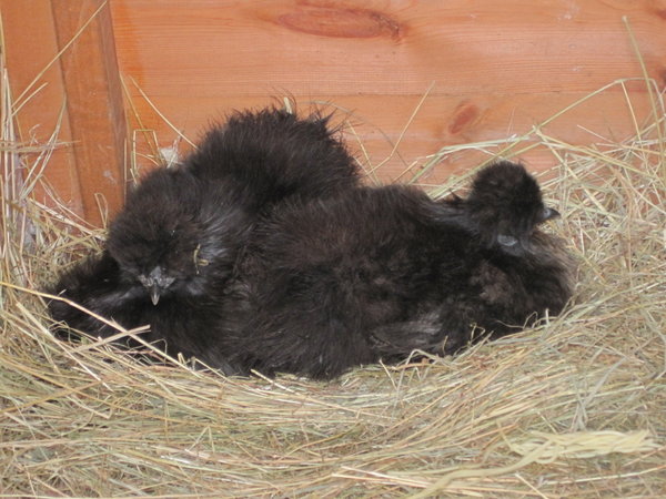 the 2 Silkies sitting on the eggs