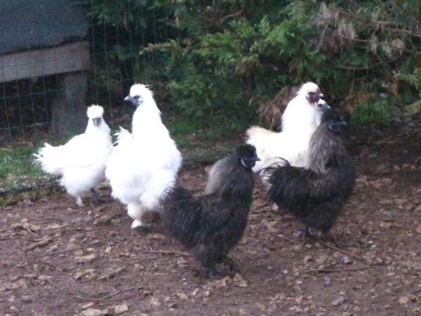 the Silkies, who are quite small, and kept for ornamental purposes only (and a few v small eggs!)