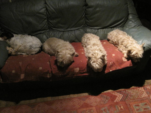 lots of tired dogs after a hard day running around the farm