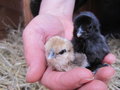 the Silkie chicks. All together now - ahhhhh!