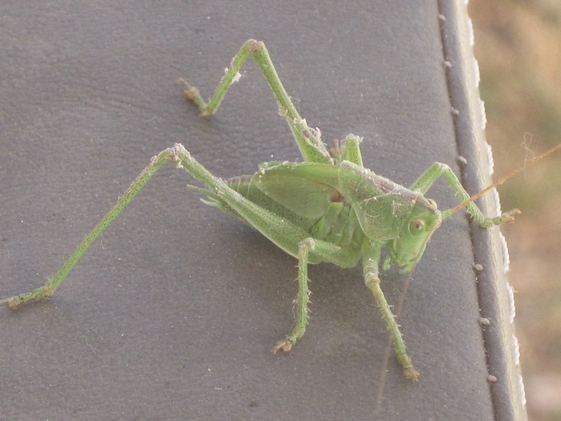 the killer grasshopper preparing to attack