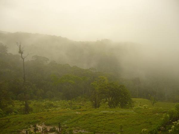 Jungle covered in cloud!