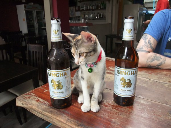 Pirate Kitty and beers
