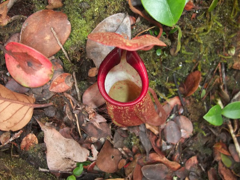bug eating plant called the pitcher plant