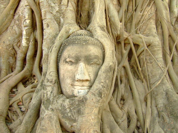 buddha head in tree, ayuthaya