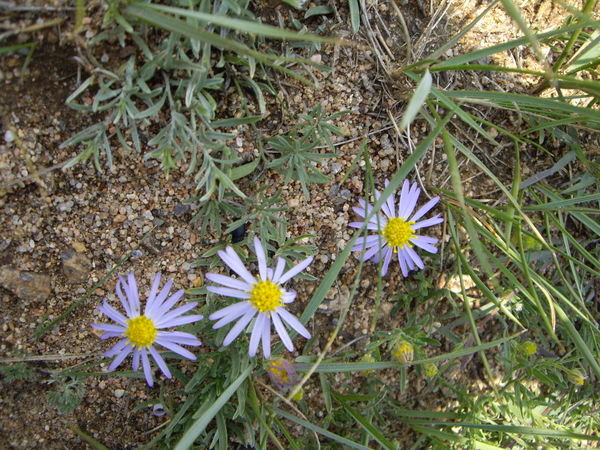 grasslands flower