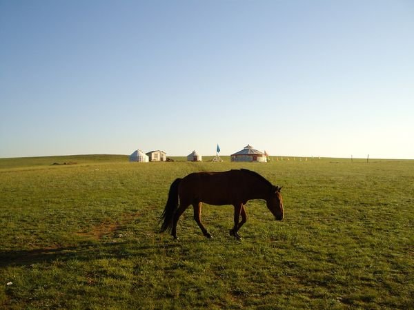 horse and yurts