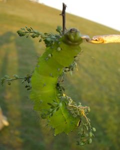 nice looking caterpillar